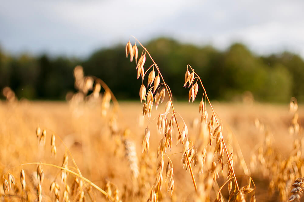 I benefici della bevanda d'avena biologica in polvere in sintesi