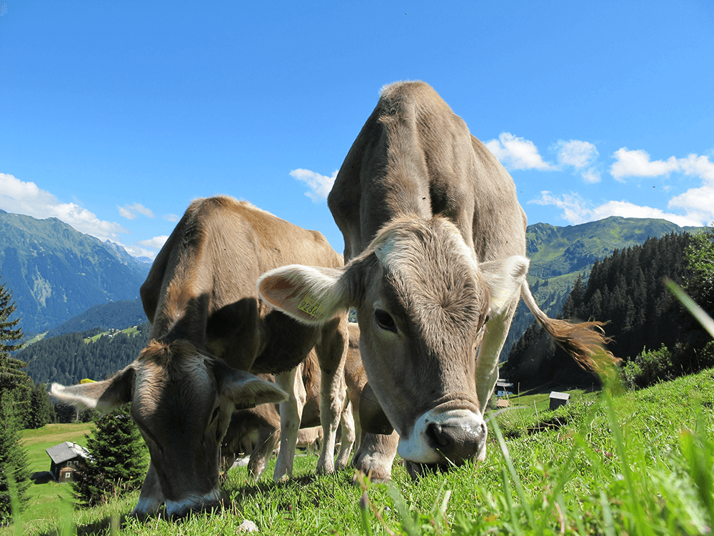 Siero di latte isolato da latte alpino di alta qualità