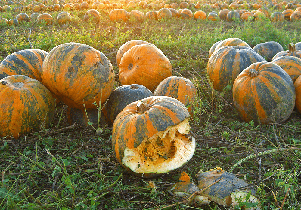 I benefici delle proteine biologiche dei semi di zucca in sintesi