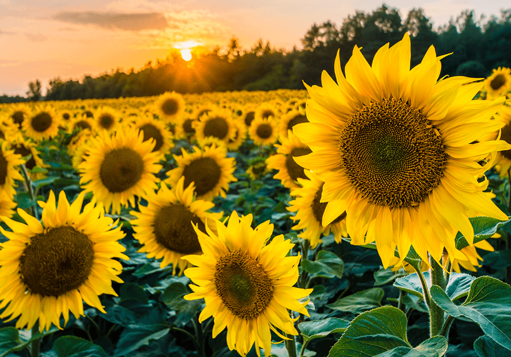 I benefici della proteina di girasole biologica in sintesi